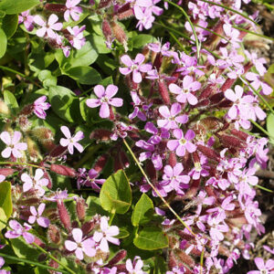 Saponaria (Rock Soapwort) Deep Pink Plug Flat