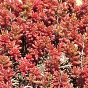 Sedum, Album “Murale”, Plug Flats