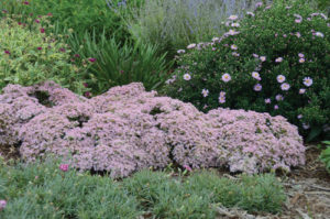 sedum_pure_joy_cjw12_0