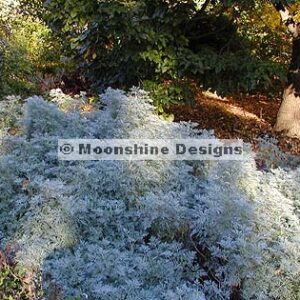 Artemisia, Silver Mound Plug Flat