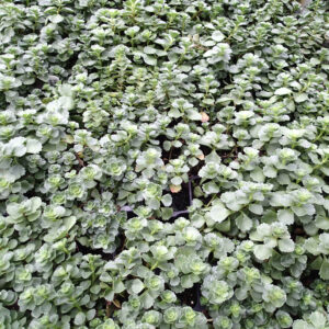 Sedum, “Summer Glory”, Plug Flats