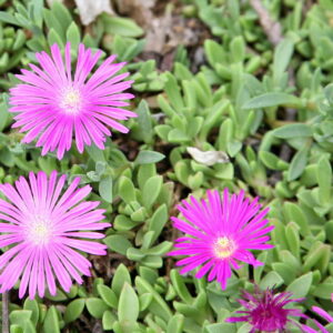 Delosperma (Ice Plant) Table Mountain Plug Flat