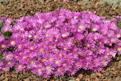 Delosperma (Ice Plant) Table Mountain Plug Flat