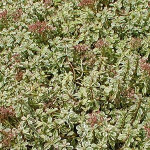 Sedum, “Tri Color”, Plug Flats