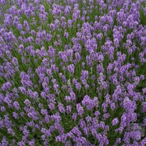 Lavender, Munstead Plug Flat