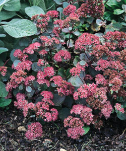 vera_jameson_sedum