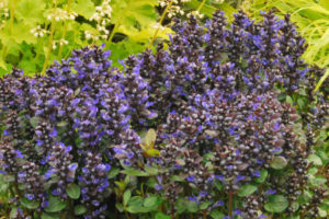 ajuga_blueberry_muffin_small