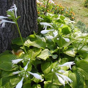 Hosta, August Lily