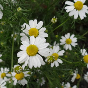 Chamomile, Roman