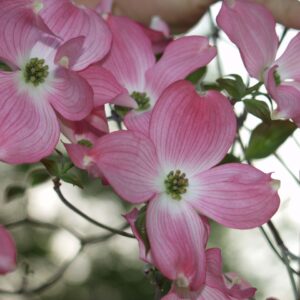 Dogwood, Pink (Tree) Seed