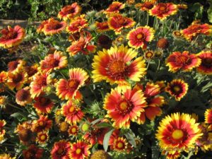 gaillardia-arizona-sun