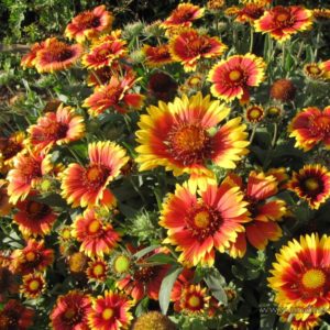 Gaillardia, Arizona Sun (Blanket Flower)