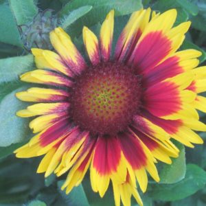 Gaillardia, Arizona Sun (Blanket Flower) Plug Flat