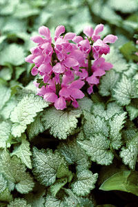 Lamium, Orchid Frost Plug Flat