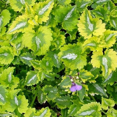 Lamium, Anne Greenaway – MOONSHINE DESIGNS NURSERY