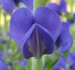 baptisia-australis