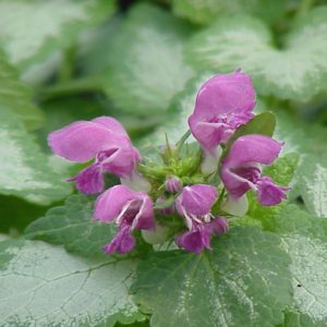 Lamium, Beacon Silver