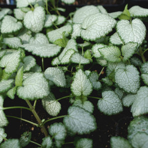 Lamium, Beacon Silver