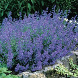 Catmint, Blue Carpet