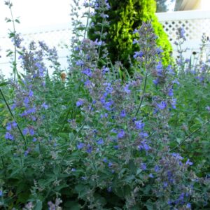 Catmint, Walker’s Low