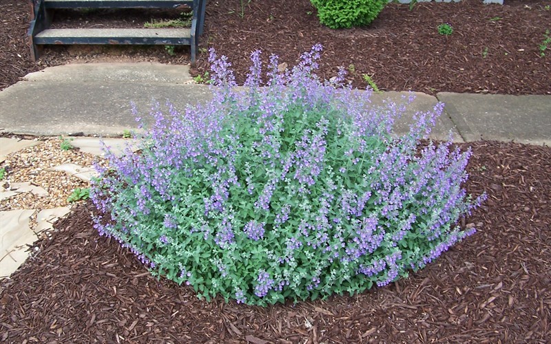 Catmint, Walker’s Low MOONSHINE DESIGNS NURSERY