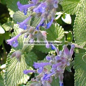 Catmint, Standard