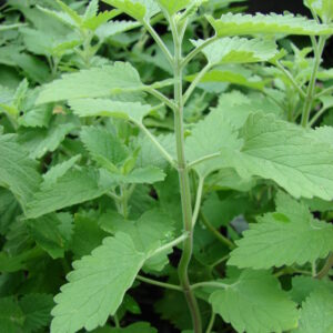 Catnip-Nepeta cataria