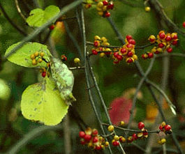 Angulatus Bittersweet Seed