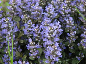 chocolate-chip-ajuga