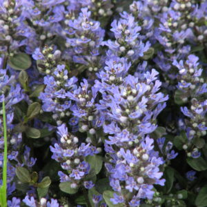 Ajuga, Chocolate Chip