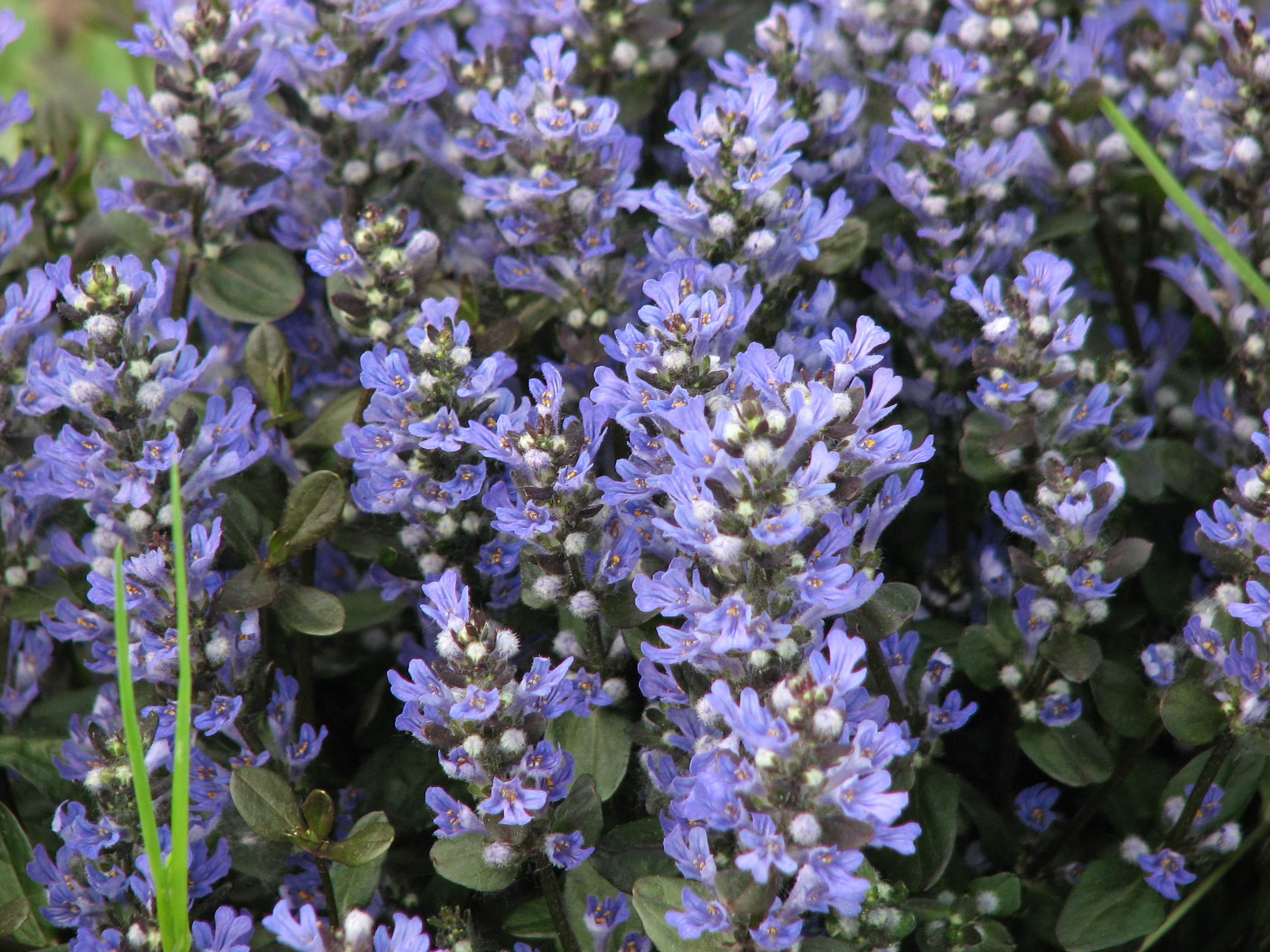 Ajuga Chocolate Chip Moonshine Designs Nursery