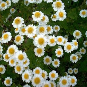 Feverfew