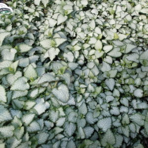 Lamium, Shell Pink