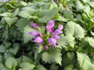 Lamium, Ghost