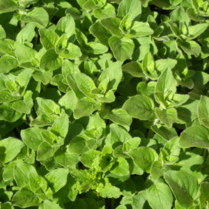 Oregano, Greek-Hot & Spicy