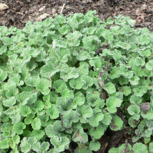 Horehound