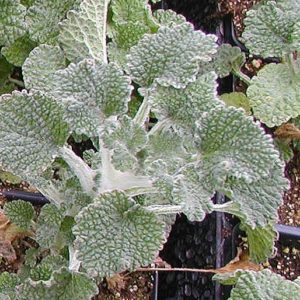 Horehound