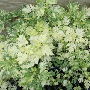Artemisia, Oriental Limelight