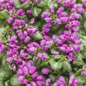 Lamium, Purple Chabils-Proven Winners