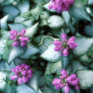 Lamium,’Purple Dragon’ PP15890 Plug Flat