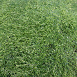 Thyme, Creeping, White Plug Flat