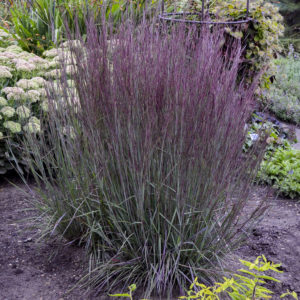 Grass, Prairie Winds® ‘Blue Paradise’ Little Bluestem