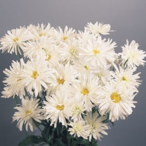 Shasta Daisy (Leucanthemum) Crazy Daisy Plug Flat