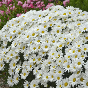 Shasta Daisy (Leucanthemum) Amazing Daisies™ Daisy May®