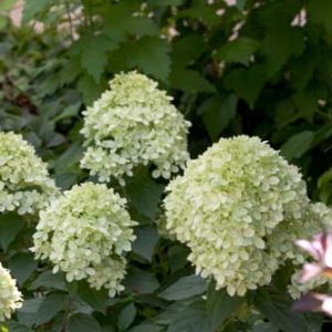 Hydrangea, Little Lime™