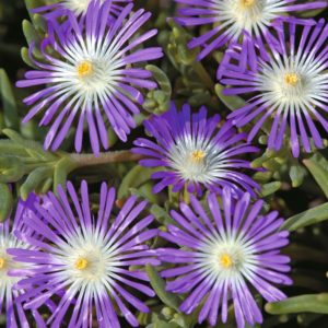 Delosperma (Ice Plant) Stardust Plug Flat