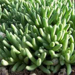 Delosperma (Ice Plant) Stardust Plug Flat