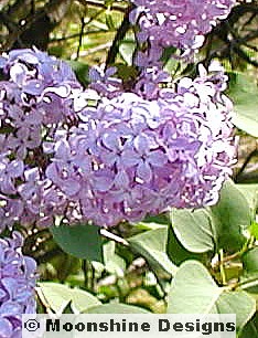 Lilac, Purple Old Fashioned