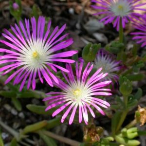 Delosperma (Ice Plant) Starburst® Plug Flat