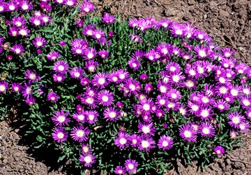 Delosperma (Ice Plant) Starburst® Plug Flat